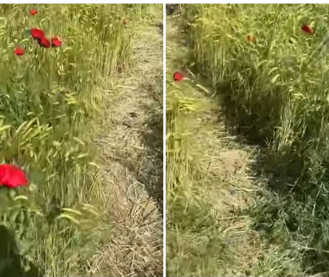Fotoğraf Uğruna  Emeği Ezdiler