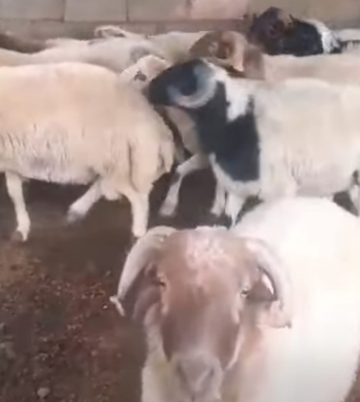6 Emeklinin ikramiyesi  Bir Küçükbaş  Etmiyor